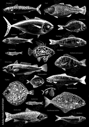 Hand drawn poster with different type of fishes