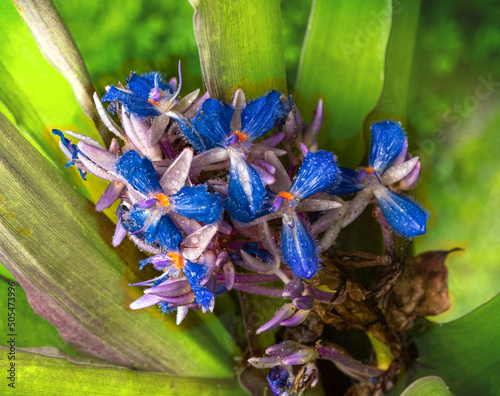 Cochliostema odoratissimum is an epiphyte herb native to Central America and north South America. Botanical garden Heidelberg, Baden Wuerttemberg, Germany photo