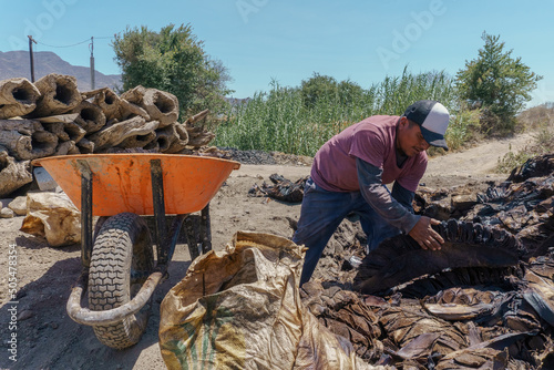 man collecting agave pineapples after being cooked photo