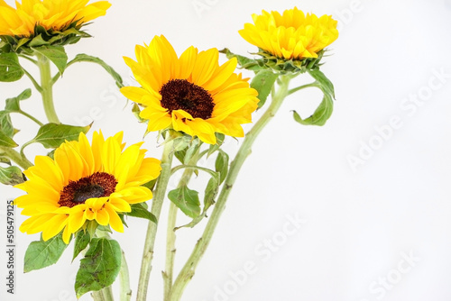 Close up of beautiful natural yellow sunflowers (Helianthus) background with copy space on the right