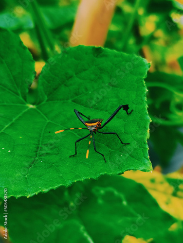 Vertical closeup of a Leptoglossus zonatus insect on a green leaf on a blurred background photo