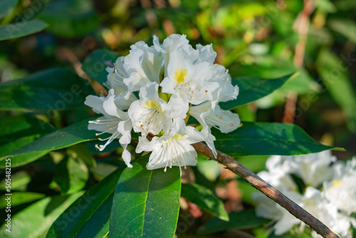 Close-up shot of white Rhododendron fauriei flowers grown in the garden in spring photo