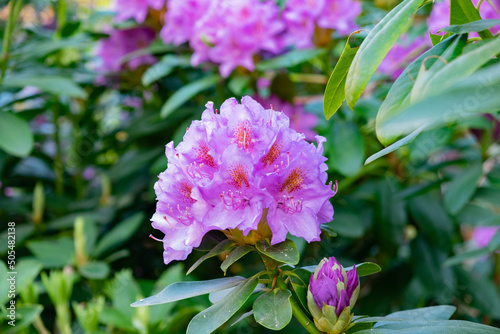 Closeup of prple Azalea flowers with green leaves in the garden on a blurred background photo