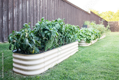Angled row of container garden beds with Pepper plants in foreground