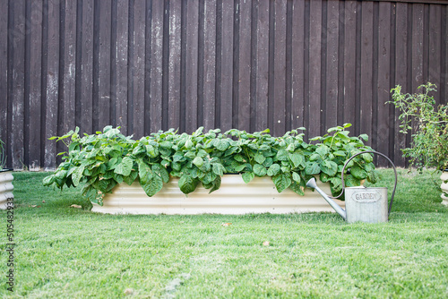 Single backyard metal container garden with a metal watering can
