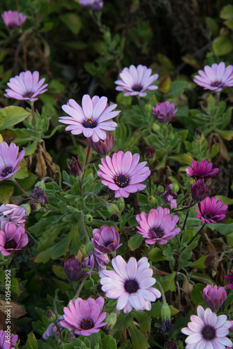 purple daisy plant in a garden