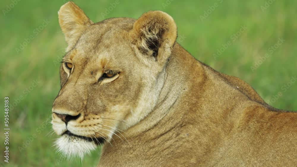 Lioness Chilling In The Bush Of Moremi, Botswana. - Close up