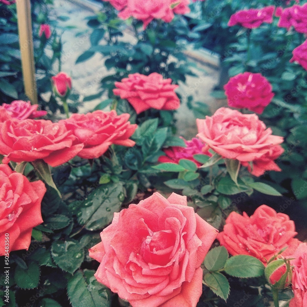 Des rose rose Des rose rose