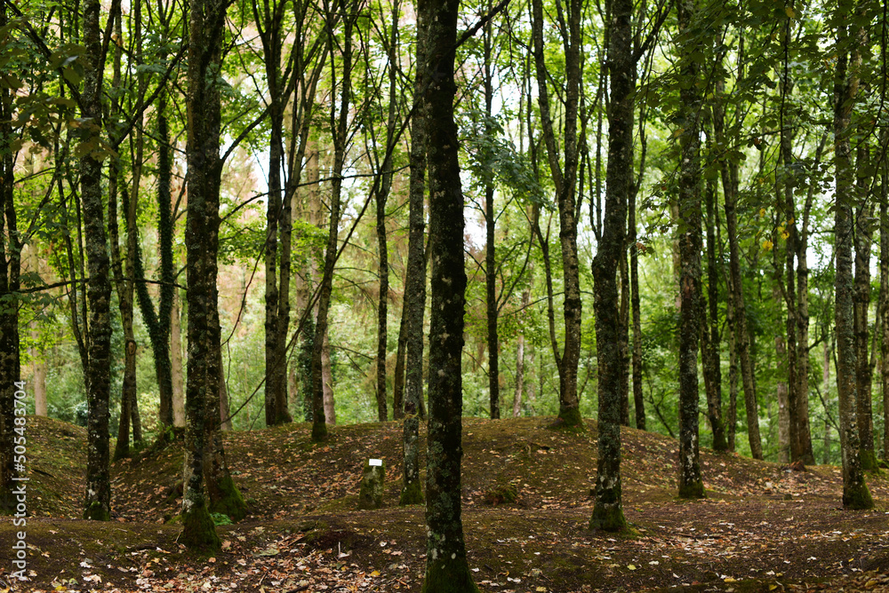 Naklejka premium Douaumont - vestiges de la première guerre mondiale en forêt
