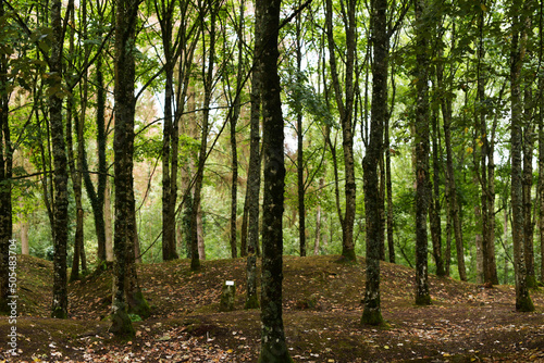 Fototapeta Naklejka Na Ścianę i Meble -  Douaumont - vestiges de la première guerre mondiale en forêt