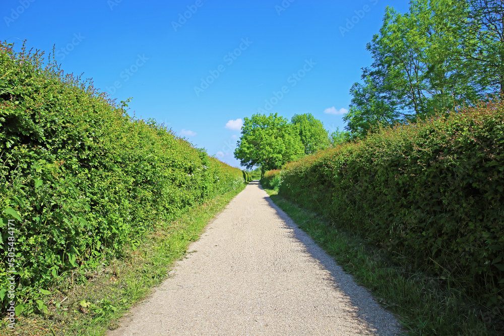 Beautiful dutch landscape, empty cycle path between green hedgerows in countryside, blue spring sky -  Maasheggen biosphere reserve, Netherlands