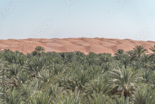 Stunning landscape from the desert with palm trees. photo