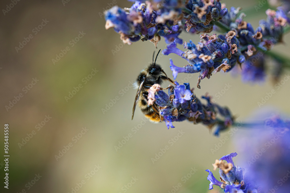 Wild bee on a purple lavender blossom Wild bee on a purple lavender blossom