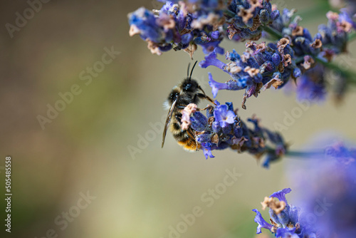 Wild bee on a purple lavender blossom © Axel Jahnke