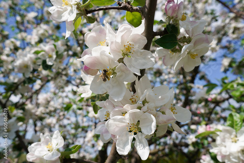 tree blossom with a bee