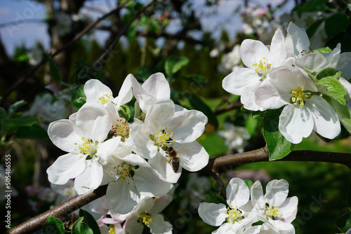 tree blossom with a bee
