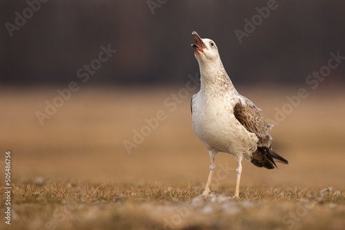 Young caspian gull, larus cachinnans, screeching with open beak while sitting on a meadow in spring. Seabird with open beak calling. Animal wildlife in natural environment.