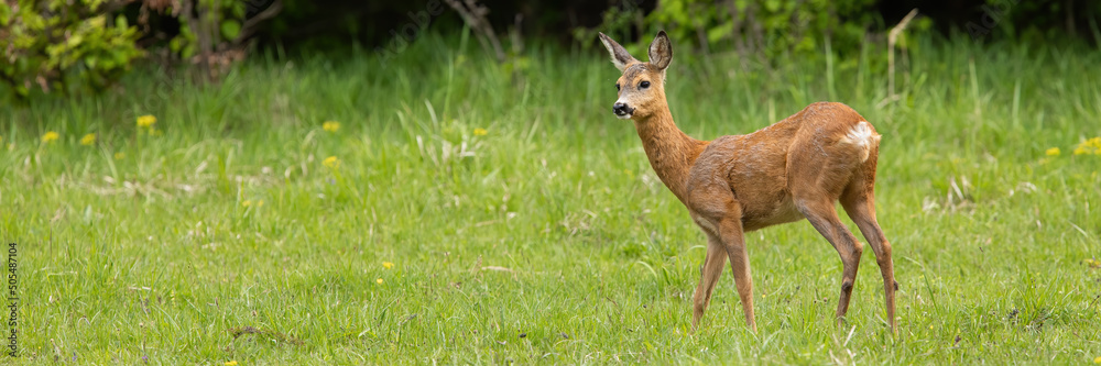 Undisturbed roe deer, capreolus capreolus, doe standing on a green meadow in summer nature. Concept of tranquil wilderness scenery with female mammal in green environment and space for copy. Undisturbed roe deer, capreolus capreolus, doe standing on a green meadow in summer nature. Concept of tranquil wilderness scenery with female mammal in green environment and space for copy.