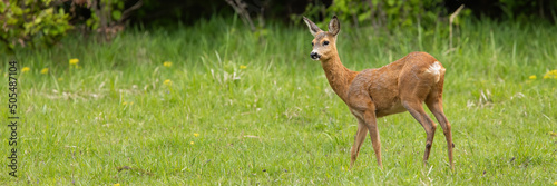 Undisturbed roe deer, capreolus capreolus, doe standing on a green meadow in summer nature. Concept of tranquil wilderness scenery with female mammal in green environment and space for copy.
