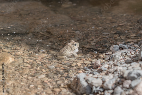 Frog chilling in the sun and lake.