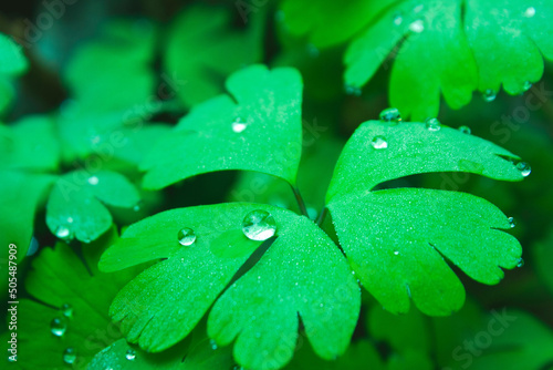 Breathtaking view of waterdrops on fresh green clover leaves