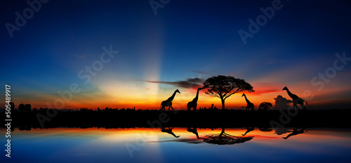 The giraffe travels to the trees to eat the leaves at sunset in the African grasslands with a beautiful sunset. photo