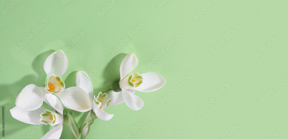 Spring snowdrop flower. Soft focus. Light green horizontal background. Spring snowdrop flower. Soft focus. Light green horizontal background.