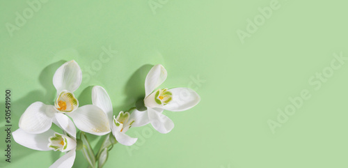 Spring snowdrop flower. Soft focus. Light green horizontal background.