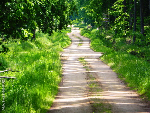 A forest road in the spring version © Mary