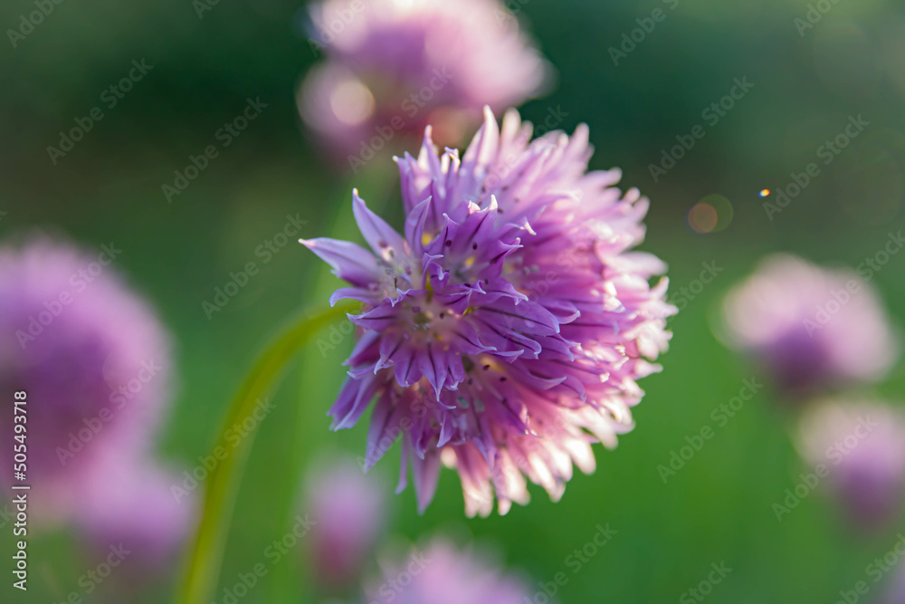 Chives onion have purple flowers and waxy green, tubular leaves that taste like onion. Flowers bloom in summer and are edible. Soft focus , artistic image , fairy flowers Chives onion have purple flowers and waxy green, tubular leaves that taste like onion. Flowers bloom in summer and are edible. Soft focus , artistic image , fairy flowers