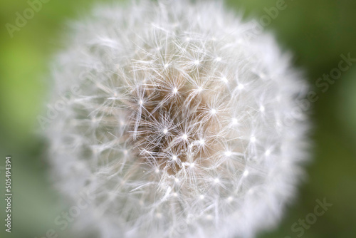 dandelion seeds fluffy close up

