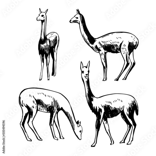 Vicuna. Sketch  illustration.