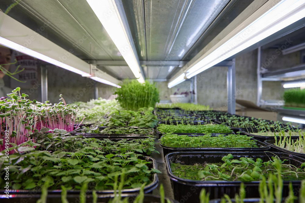 Different types of microgreens in containers are placed on the racks of the farm under the LED lamp. Advertising of green sprouts of different varieties for proper nutrition and a healthy lifestyle