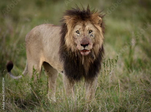 Fototapeta Naklejka Na Ścianę i Meble -  A lion in the Masai Mara, Africa 