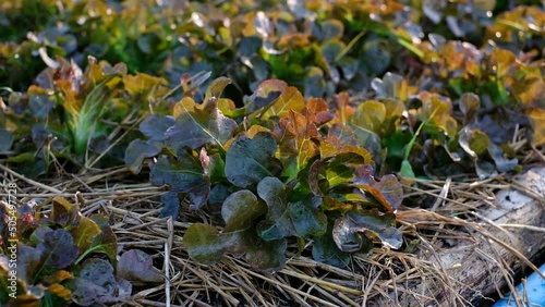 Farming organic red oak in plantation