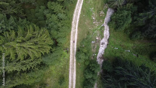 Top-down aerial view of a man hiking on a trail revealing the tall pine trees photo