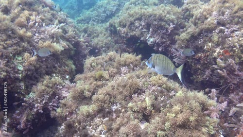 Merine sea life - Mediterranean sea reef fish photo