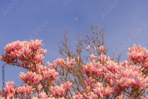 Beautiful shot of Magnolia liliiflora photo