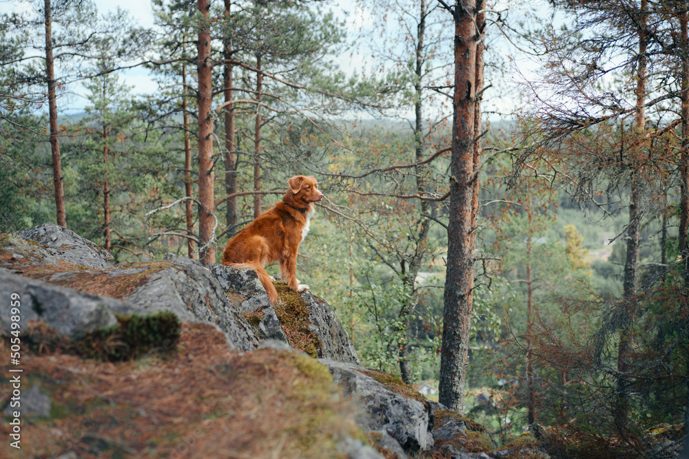 dog in the forest on a stone. Walking with a pet. Nova Scotia duck tolling retriever in nature