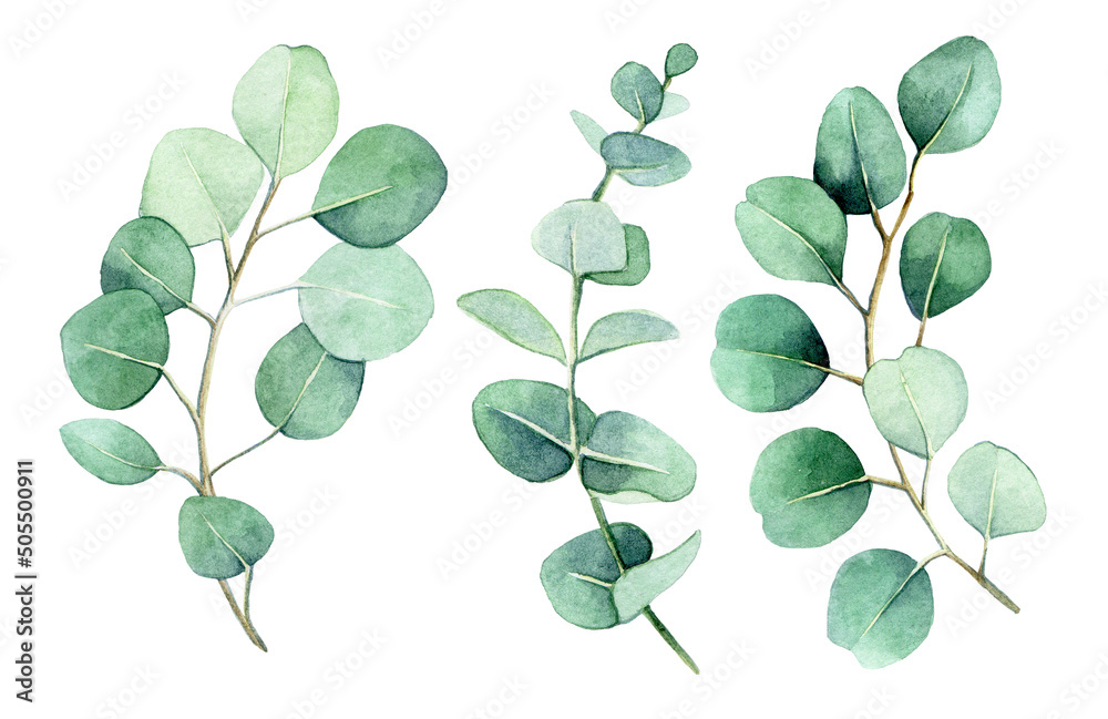 watercolor drawing. set of eucalyptus branches and leaves. vintage delicate drawing green eucalyptus leaves isolated on white background watercolor drawing. set of eucalyptus branches and leaves. vintage delicate drawing green eucalyptus leaves isolated on white background