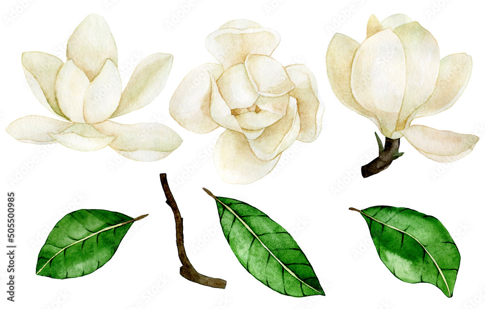 watercolor drawing. set of magnolia flowers and leaves. vintage delicate drawing white magnolia flowers - obrazy, fototapety, plakaty 