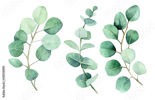watercolor drawing. set of eucalyptus branches and leaves. vintage delicate drawing green eucalyptus leaves isolated on white background