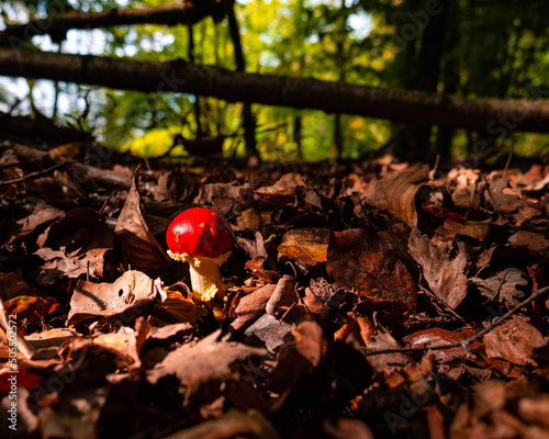 Closeup of a red mushroom in the forest, selected focus. Amanita caesareoides. photo