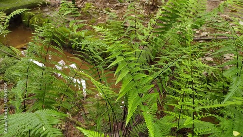 Thick green water fern plants in tropical rain forest land near small flowing water stream moving due to gentle wind or breeze. Beautiful closeup environment calm and relaxing nature conceptual video. photo