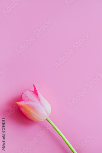 Beautiful pink tulip flower on pink background