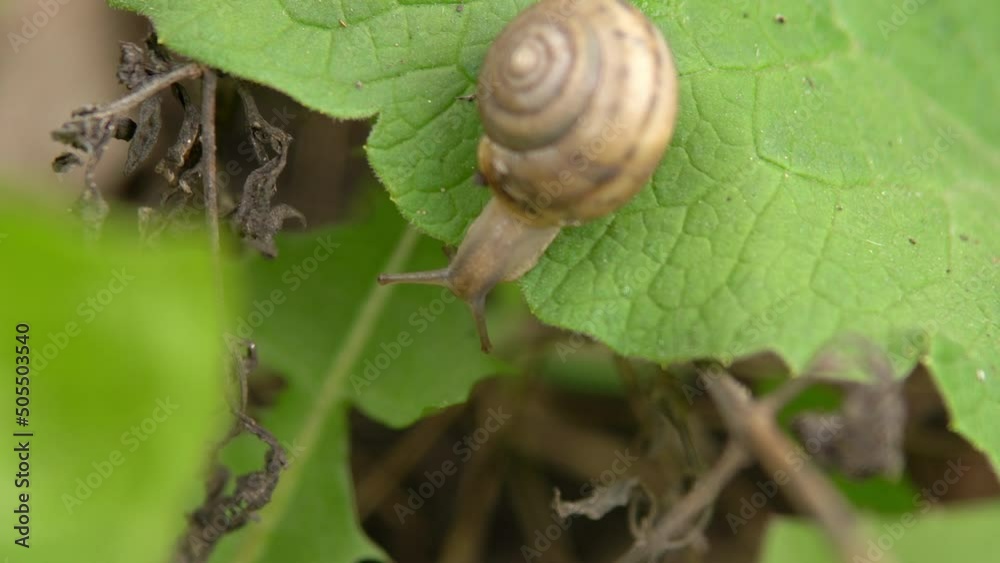 A lone snail, crawling on a green leaf of grass shaking in the wind, macro shot A lone snail, crawling on a green leaf of grass shaking in the wind, macro shot