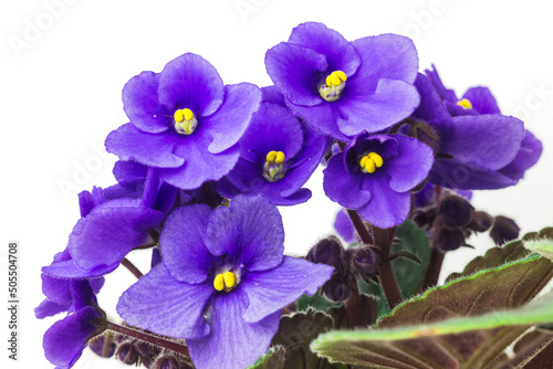 African violet or violet saintpaulias flowers close up. Blossoming violets on white background. Macro photo of homegrown violet flowers photo