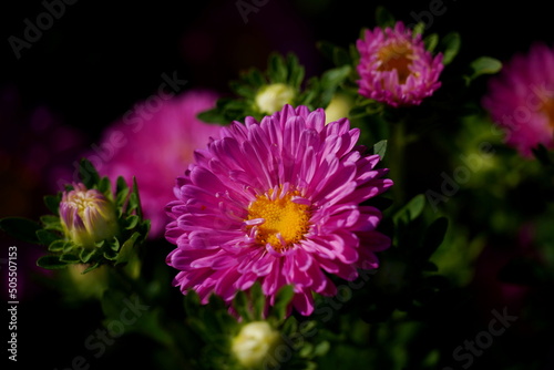 Aster in the garden