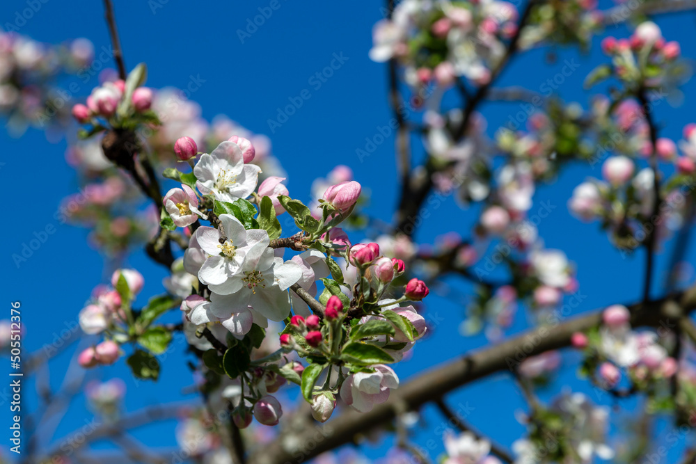 Wiosenne kwiaty jabłoni, Podlasie, Polska - obrazy, fototapety, plakaty 