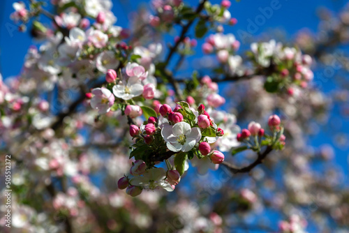 Wiosenne kwiaty jabłoni, Podlasie, Polska © podlaski49